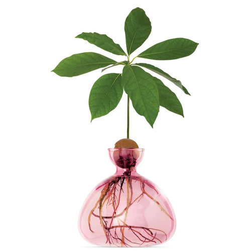 Ilex- Avocado Vase