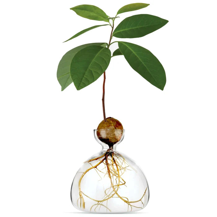 Ilex- Avocado Vase
