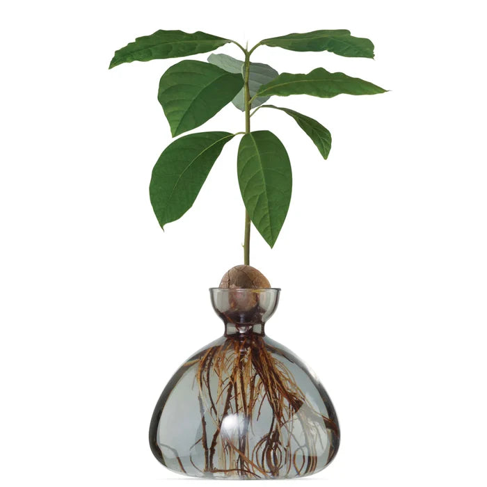 Ilex- Avocado Vase