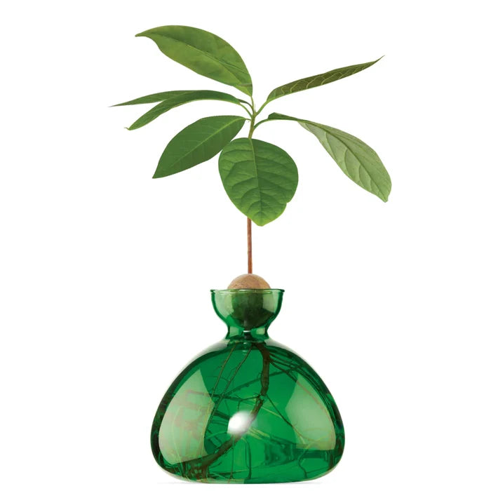 Ilex- Avocado Vase