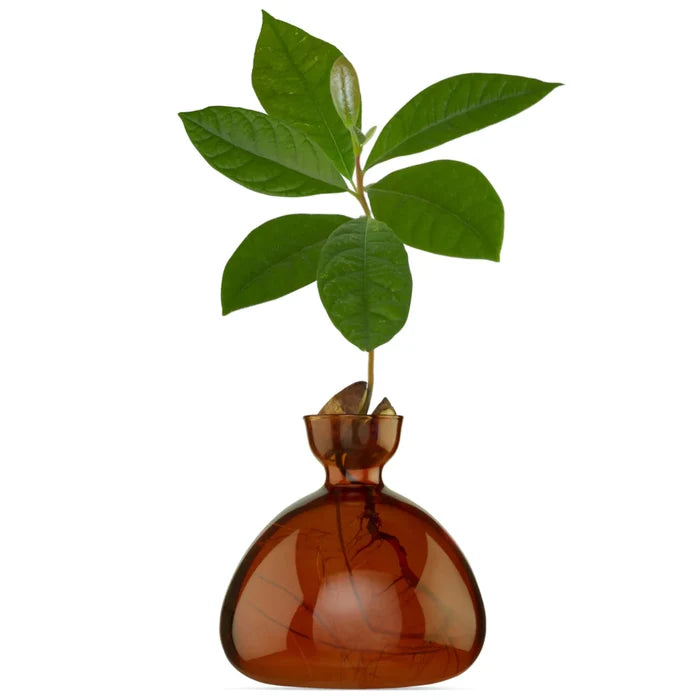 Ilex- Avocado Vase