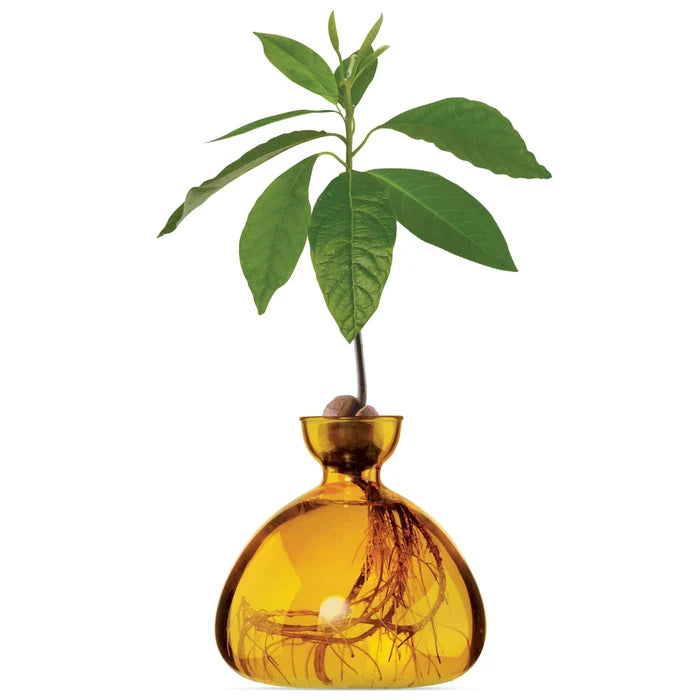 Ilex- Avocado Vase
