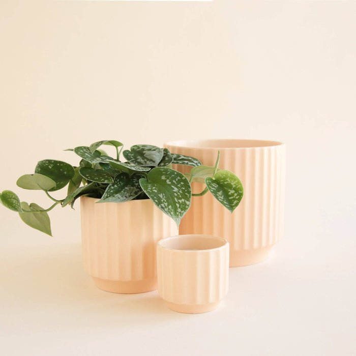 Jungle Club - Monroe Pot | Vanilla