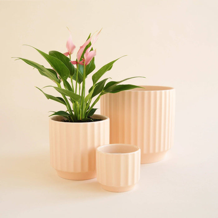 Jungle Club - Monroe Pot | Vanilla