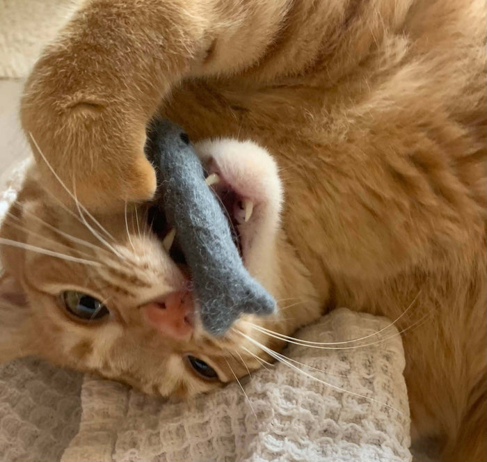 Organic Catnip Infused Wool Sardines in a Tin