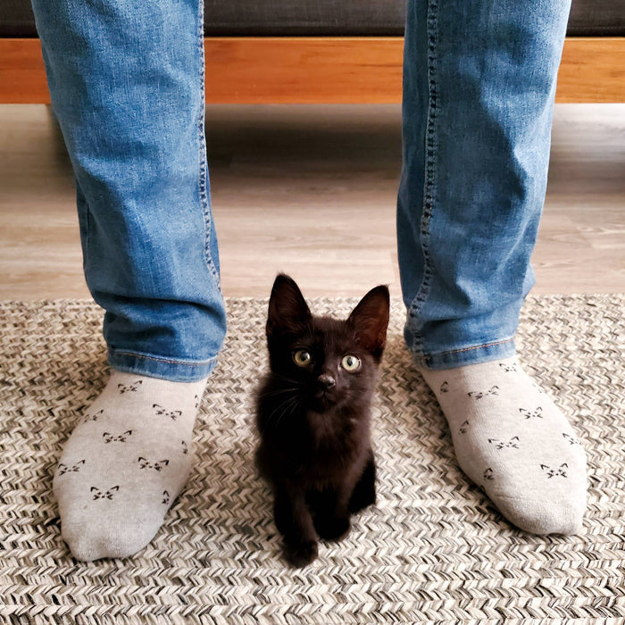 Socks that Save Cats (Gray Cats): Small